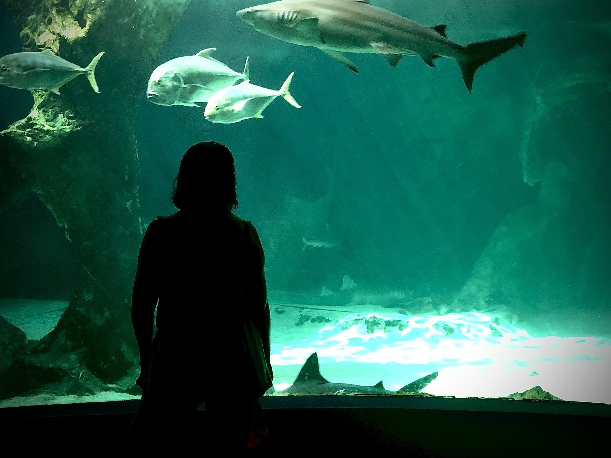 Acuario de Madrid